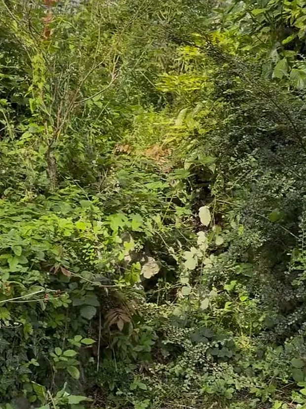 Talus entièrement envahi de ronces.