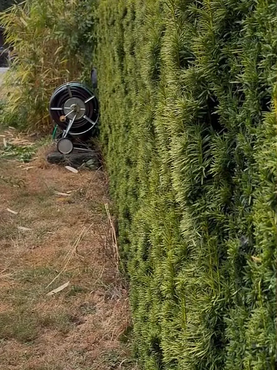 Haie d'ifs avant la taille.